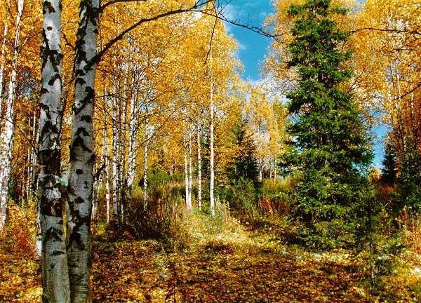 осенний березовый лес фото