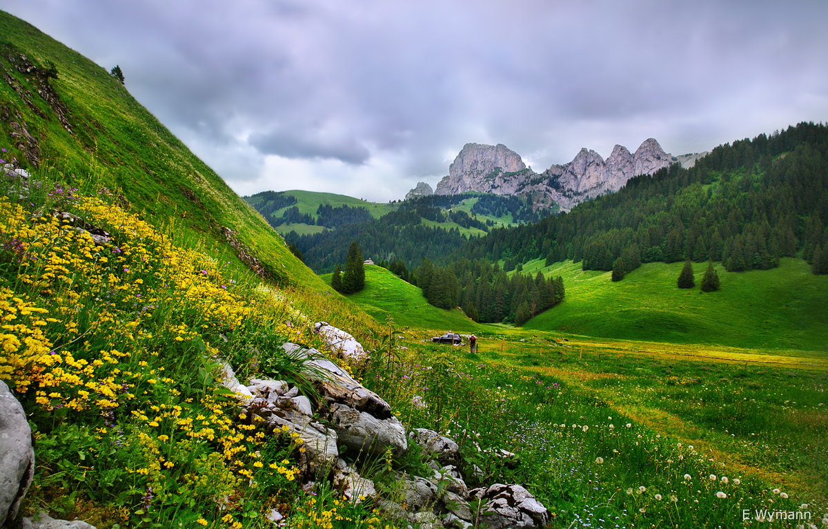 альпийские луга красная поляна фото