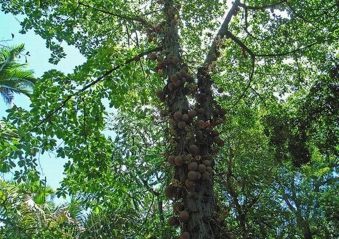 курупита гвианская фото