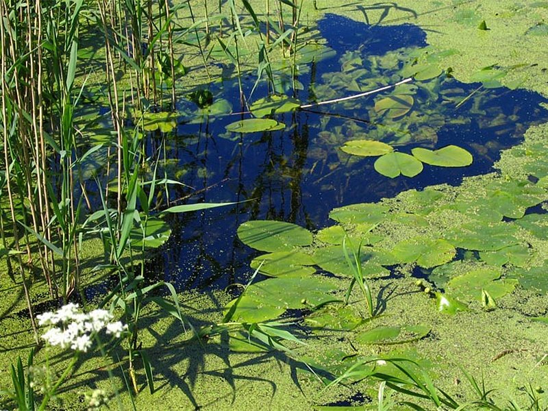 водно болотные угодья фото