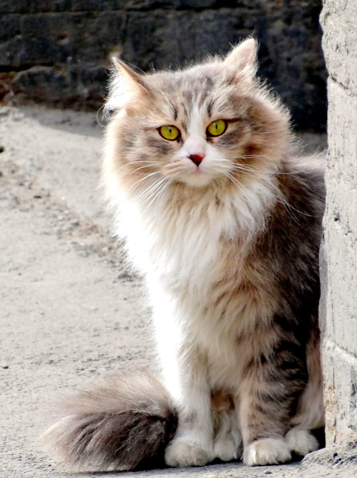 норвежский лесной кот дикие фото