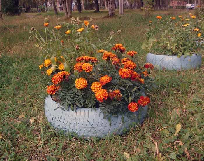 бархатцы тонколистные на клумбе фото