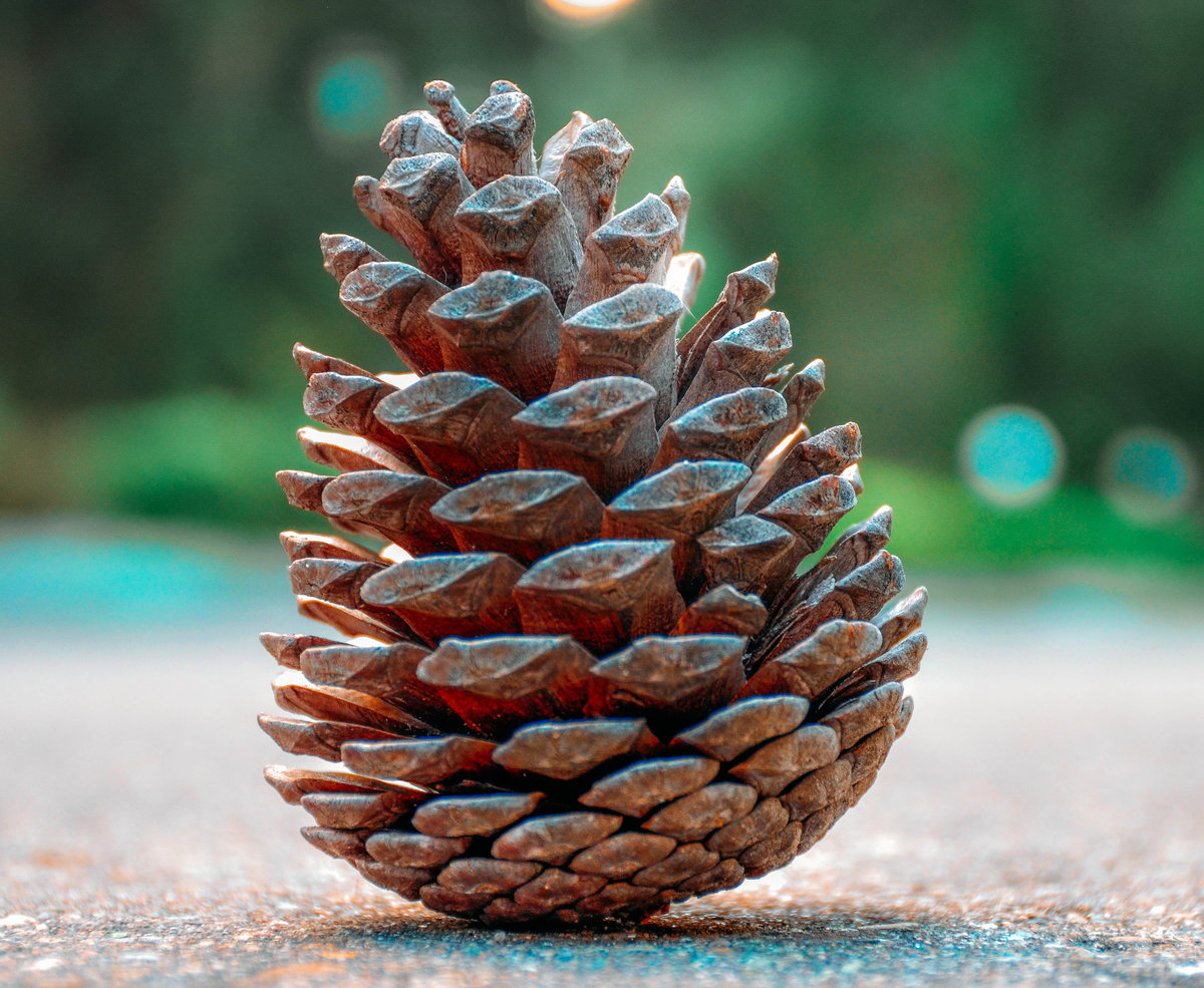 Сосновые шишки фото картинки