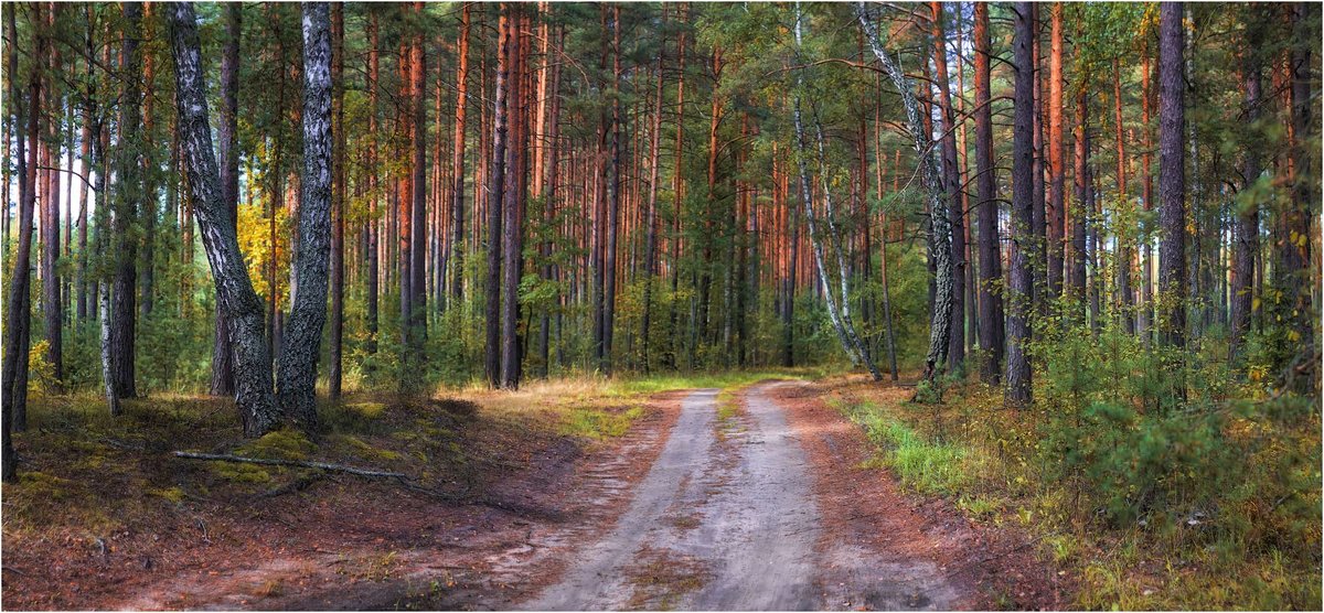 лес осенний томск фото