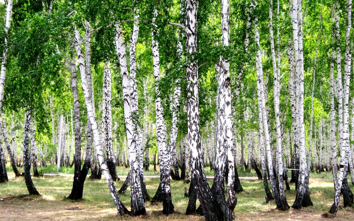 березовая роща фото