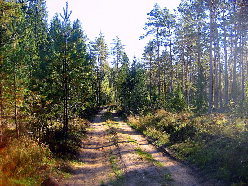 сосновые леса фото