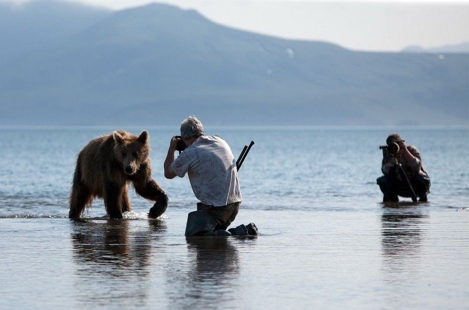 Фотоохота на бурого медведя