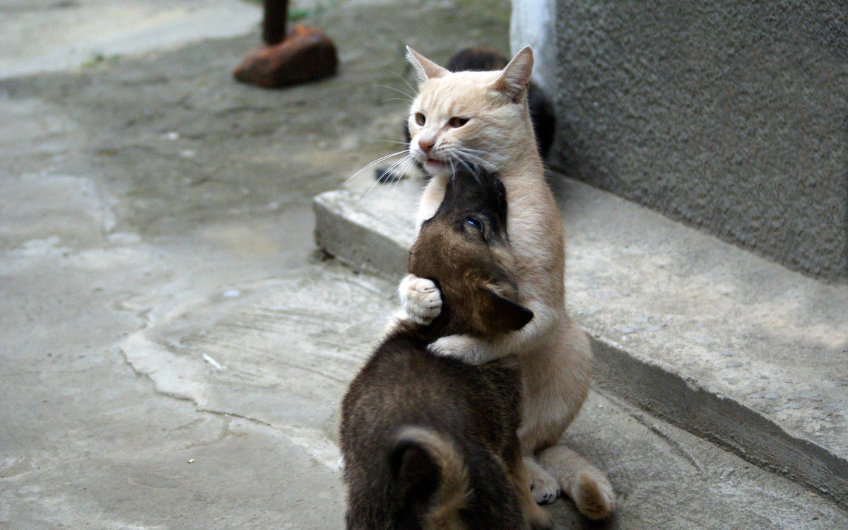 кошка фото