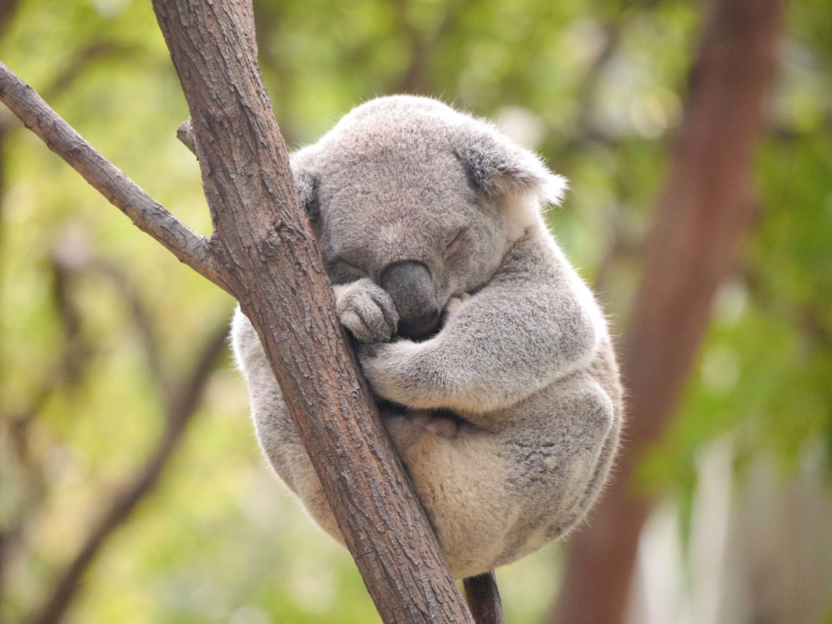 коала фото