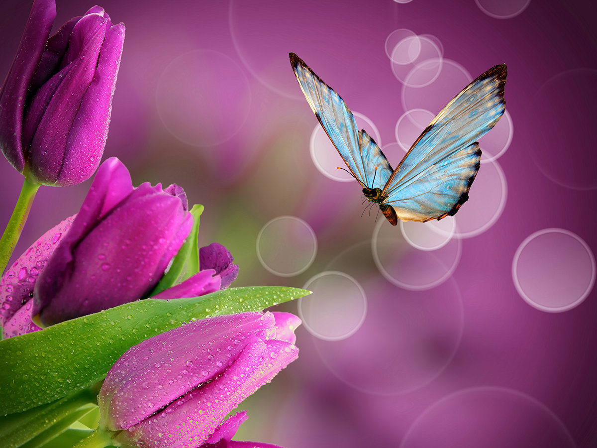 Бабочка летит к тюльпанам