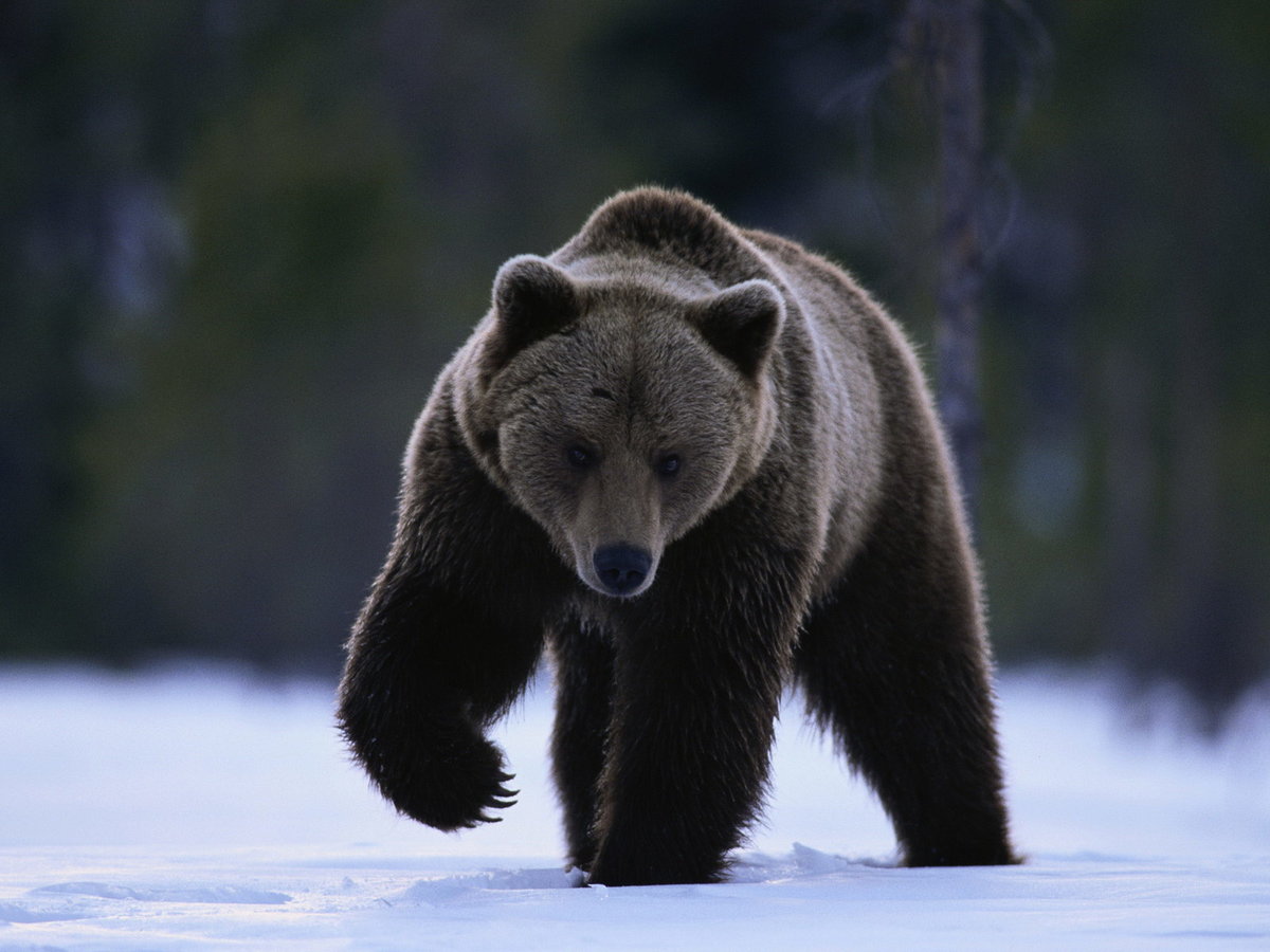 Медведи относятся к списку самых умных животных мира. Недаром этот зверь стал символом многих городов и стран, в частности и России.