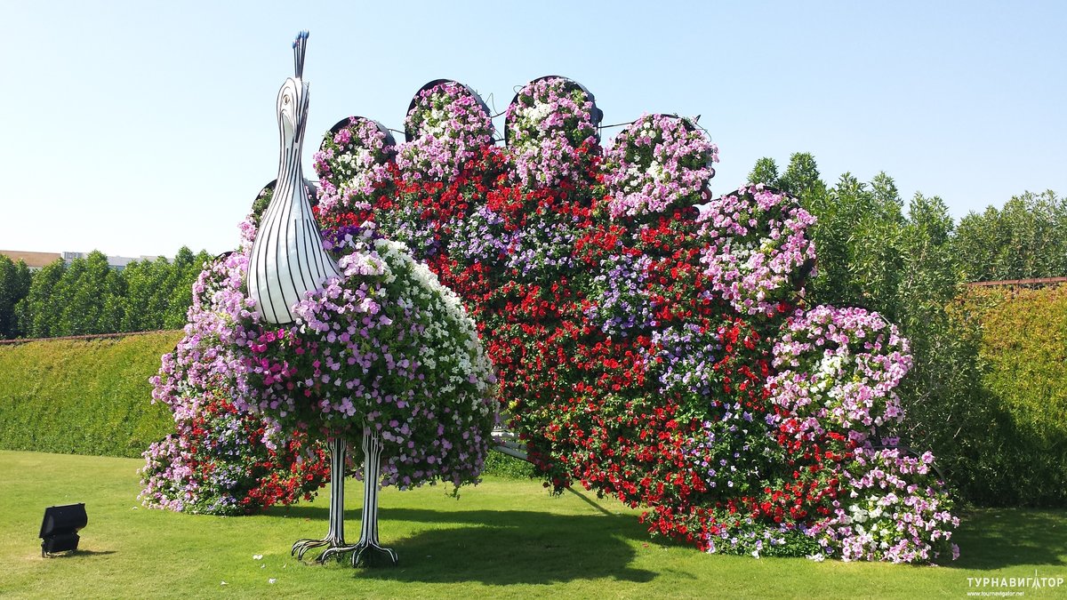 парк цветов dubai miracle garden красота фото