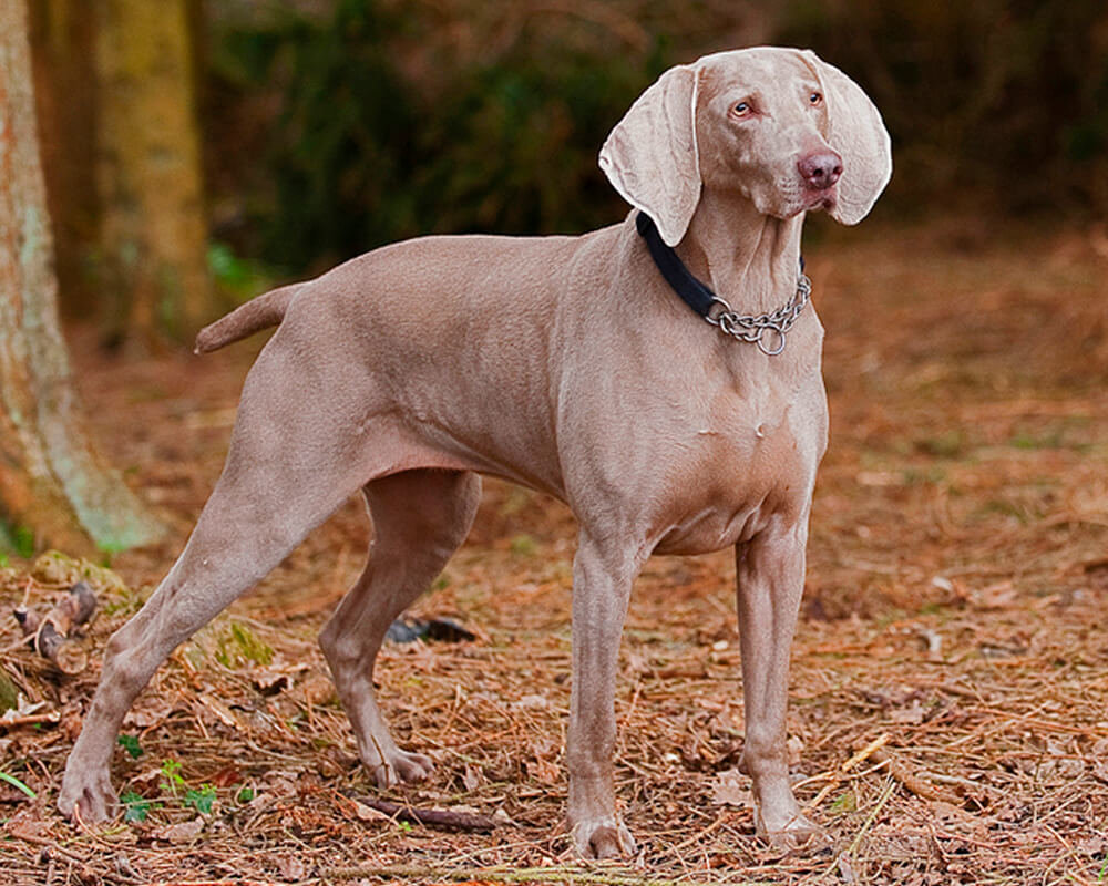 Weimaraner dick
