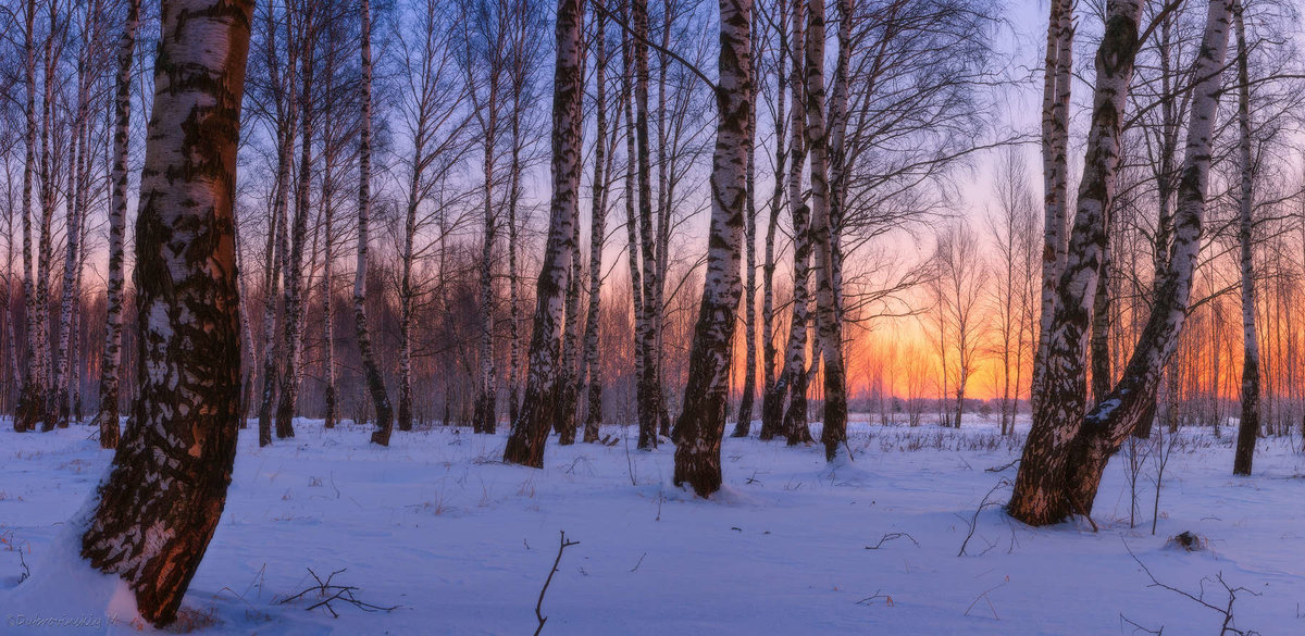 береза зимой фото