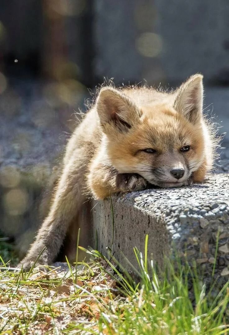 Red Fox Cub - So Precious!!! Red fox Fox