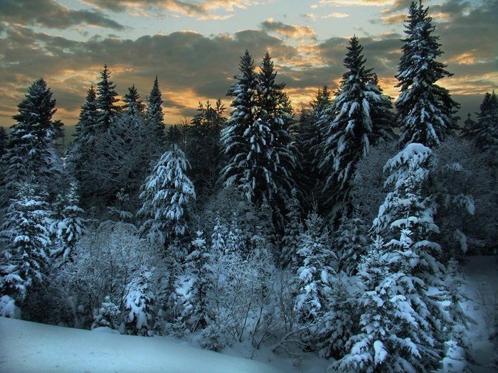зимняя тайга фото