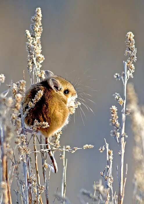 Deer Mouse Photograph by Earl Nelson