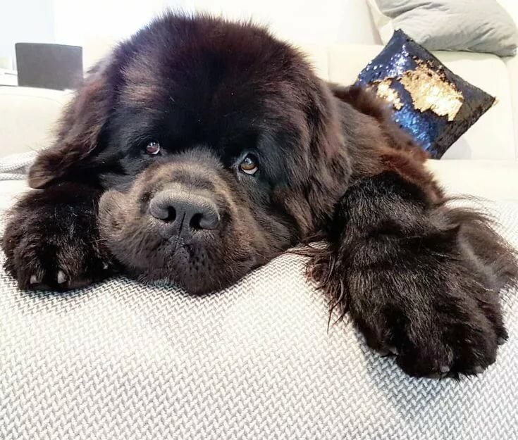 craigslist newfoundland dog