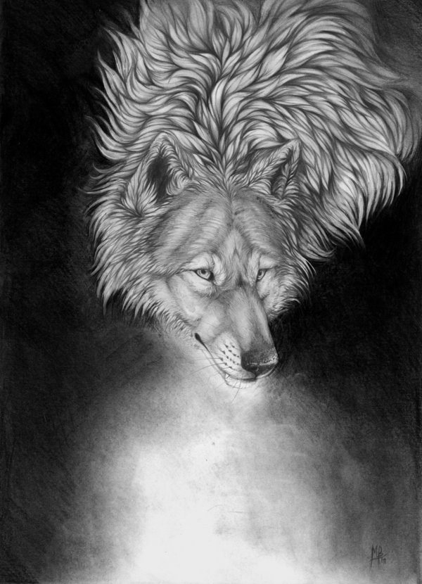 волка рисунок фото