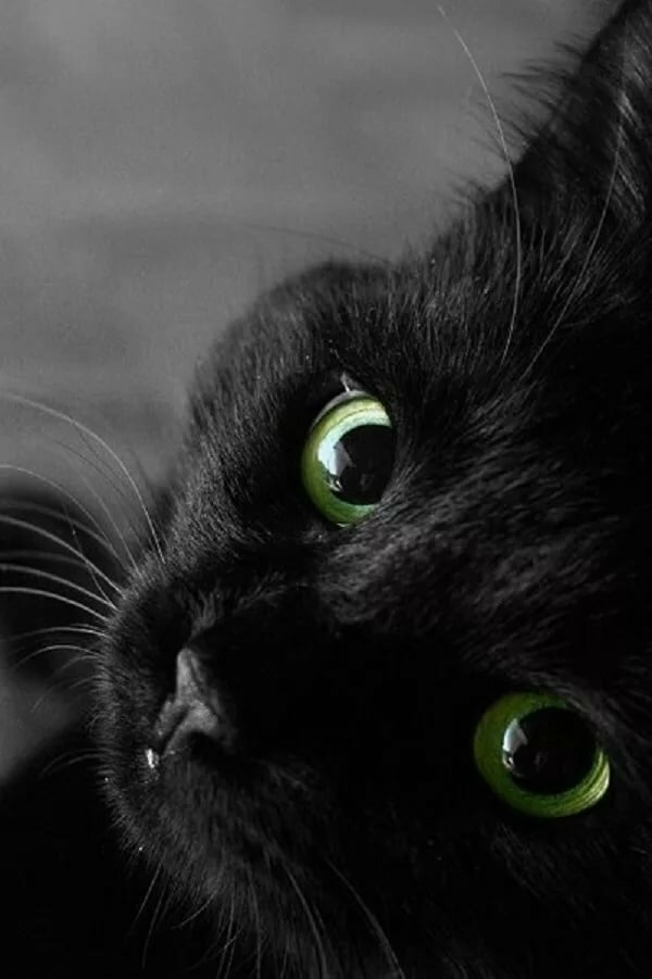 черная кошка фото