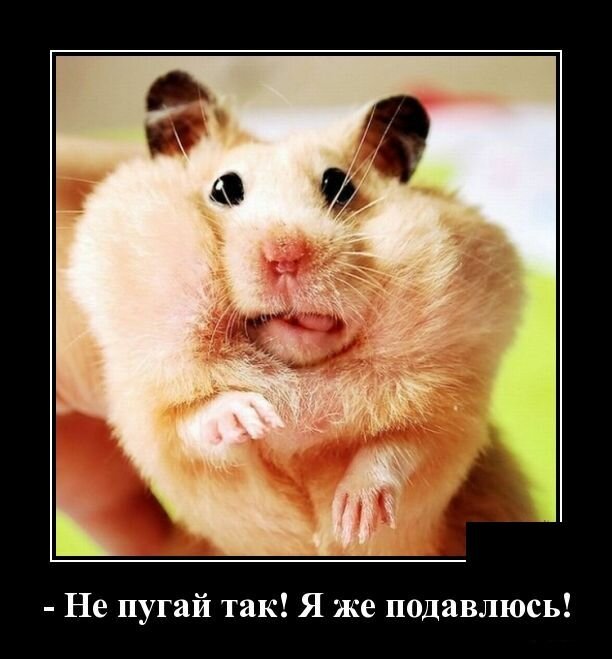 Не боюсь картинки прикольные