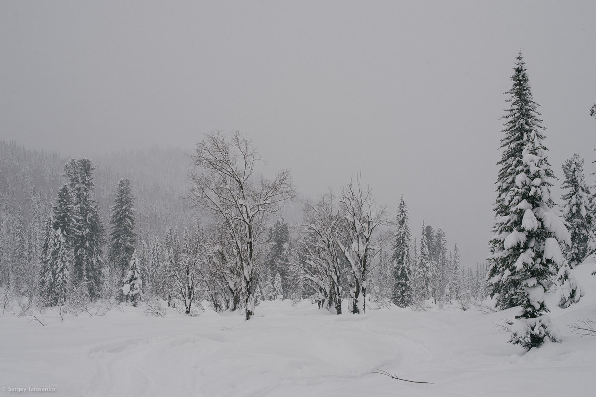 зимняя тайга фото