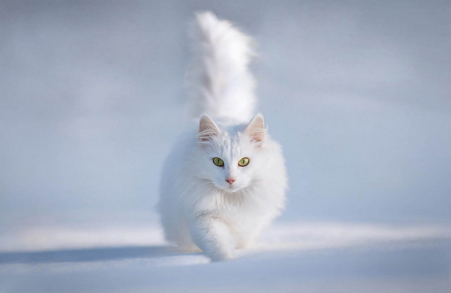белая ангорская кошка фото