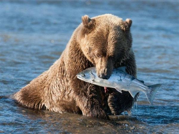 медведь гризли россия фото
