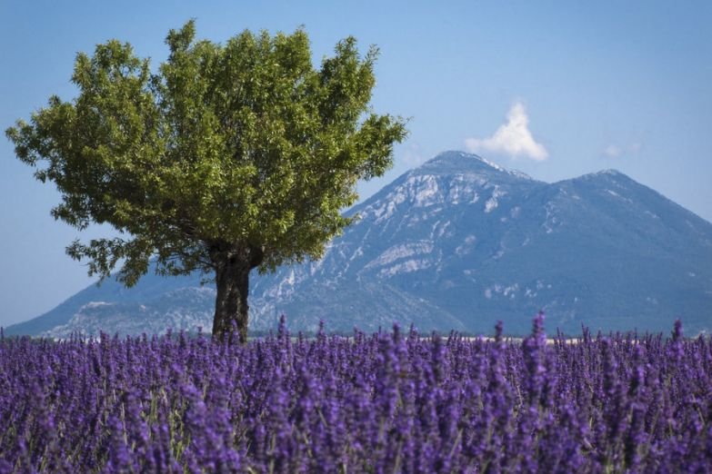 горная лаванда фото