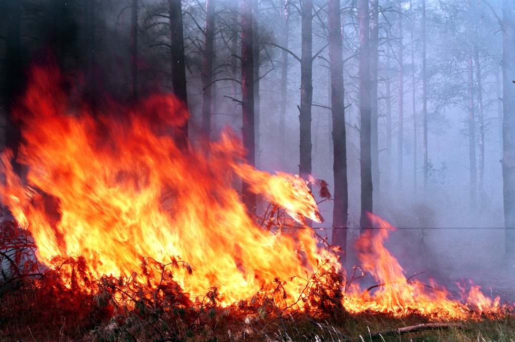 Лесной пожар на юге страны