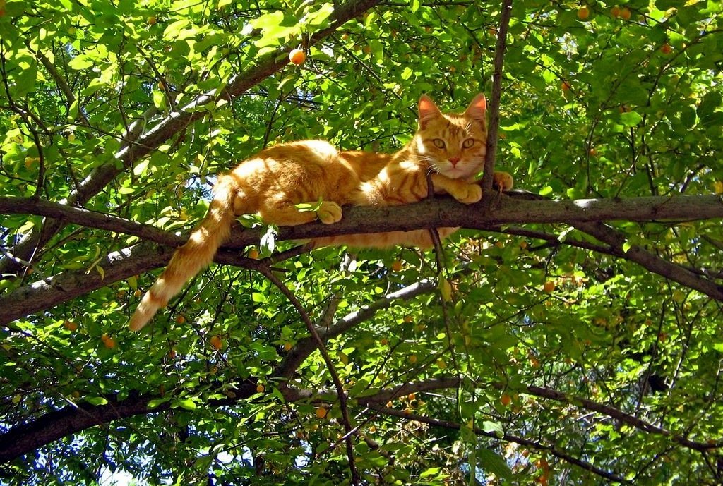 котенок на дереве фото