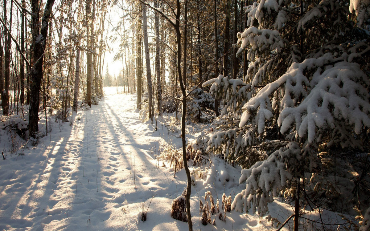 зима в лесу фото