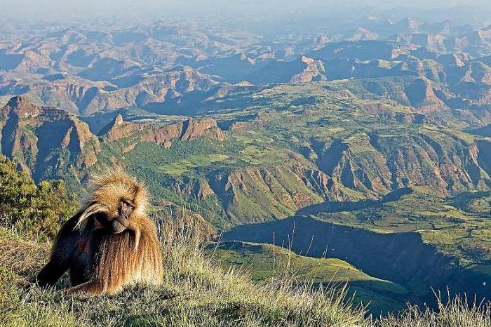 национальный парк сымен эфиопия фото