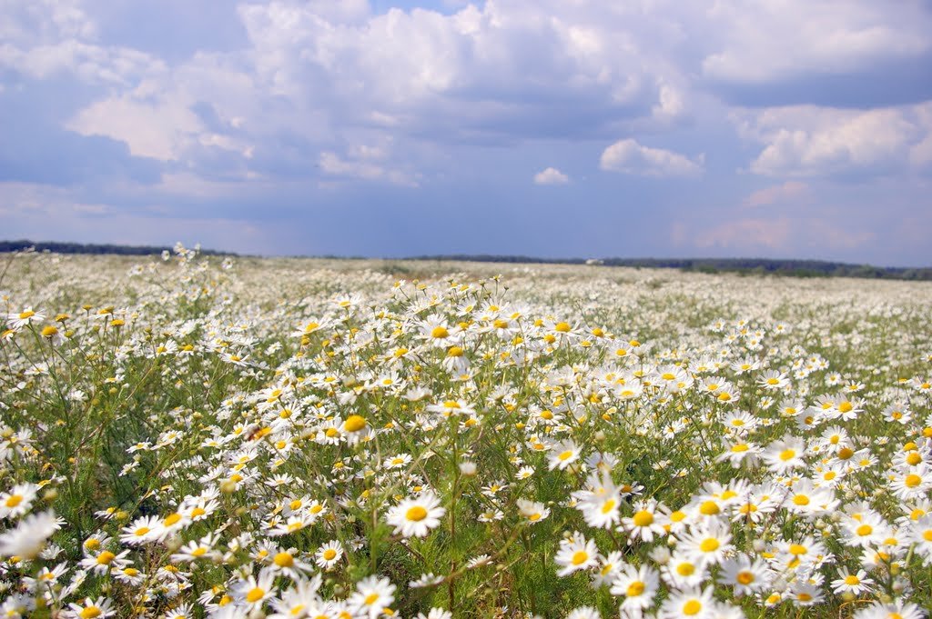 ромашек поле фото