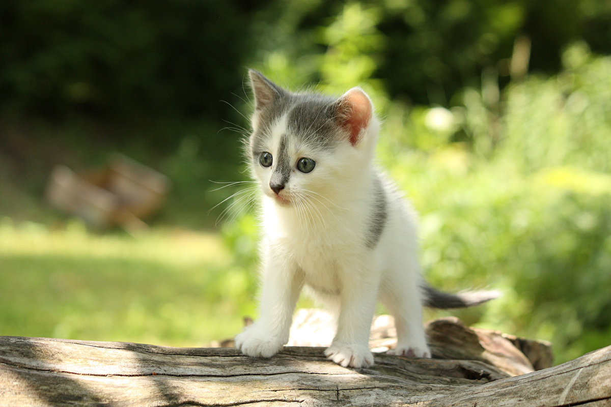 картинки котята милые фото