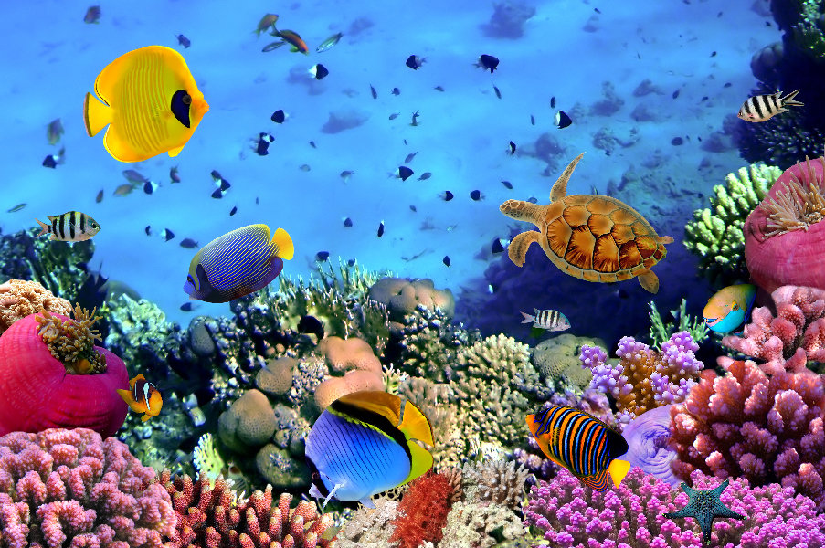 красное море фото