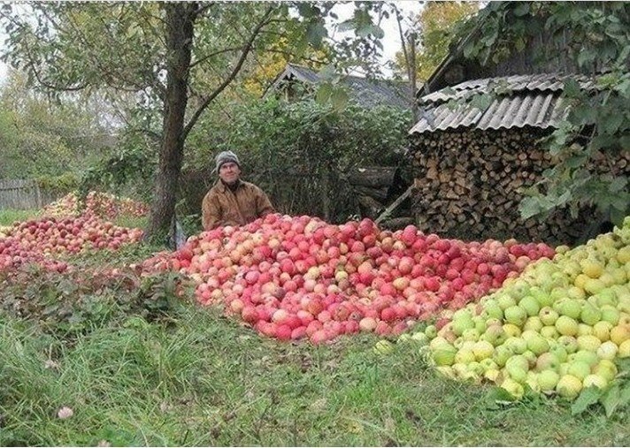 урожай с дачных садов фото