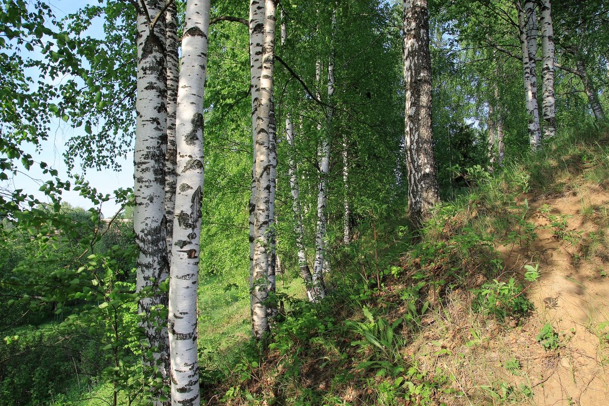 « Белая береза много деревьев» — карточка пользователя Виталий В. в ...