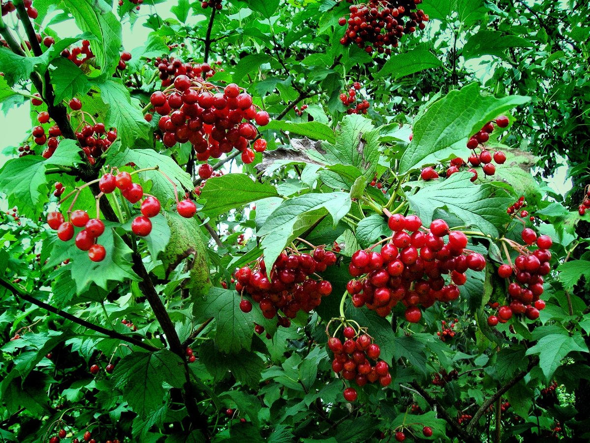 калина обыкновенная фото