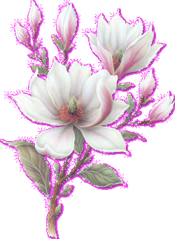 #цветы,белые.