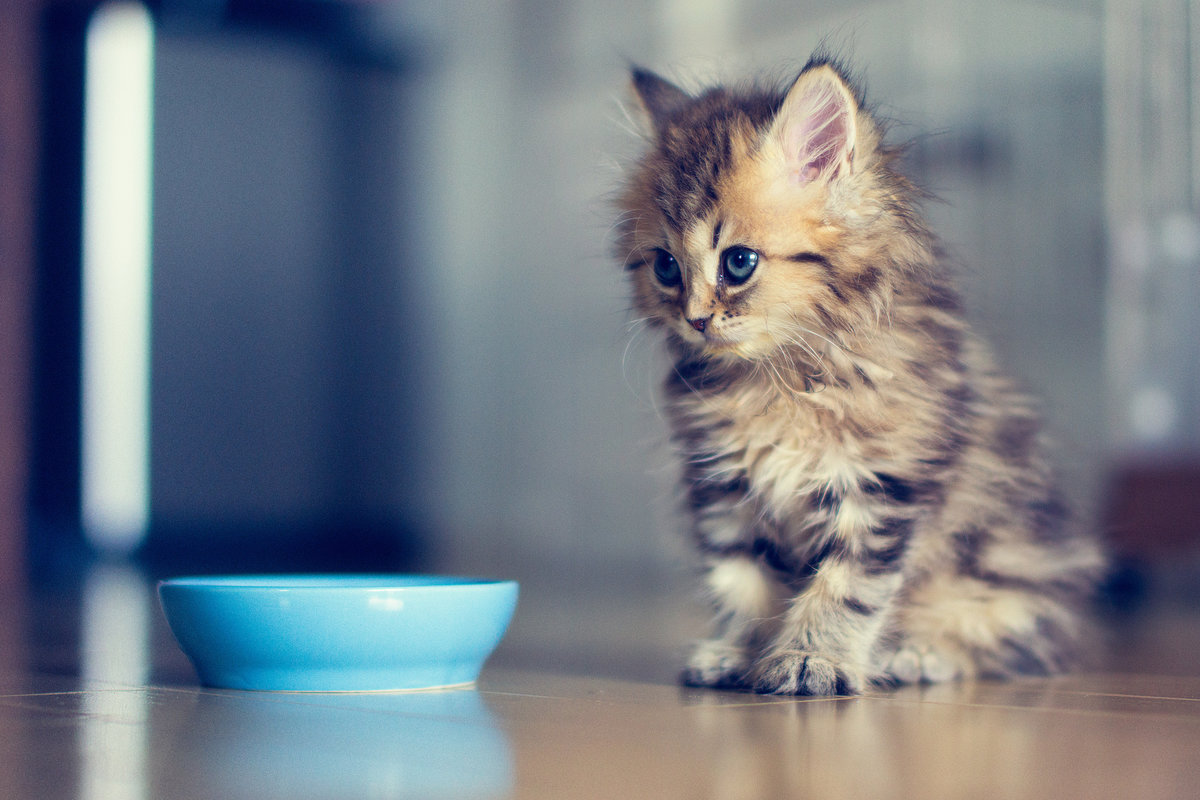 ����� �������� �����