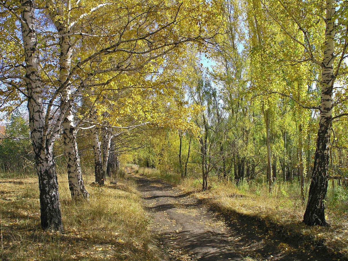 фото леса в сентябре фото