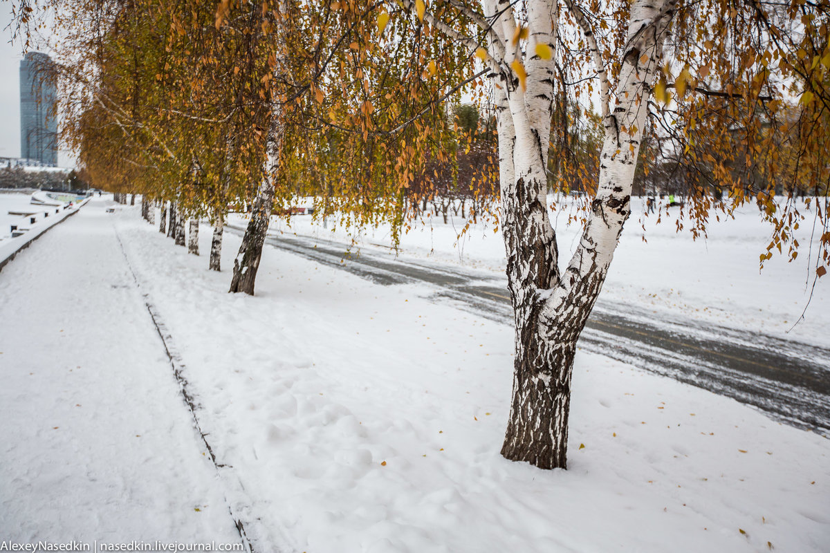 береза поздняя осень фото