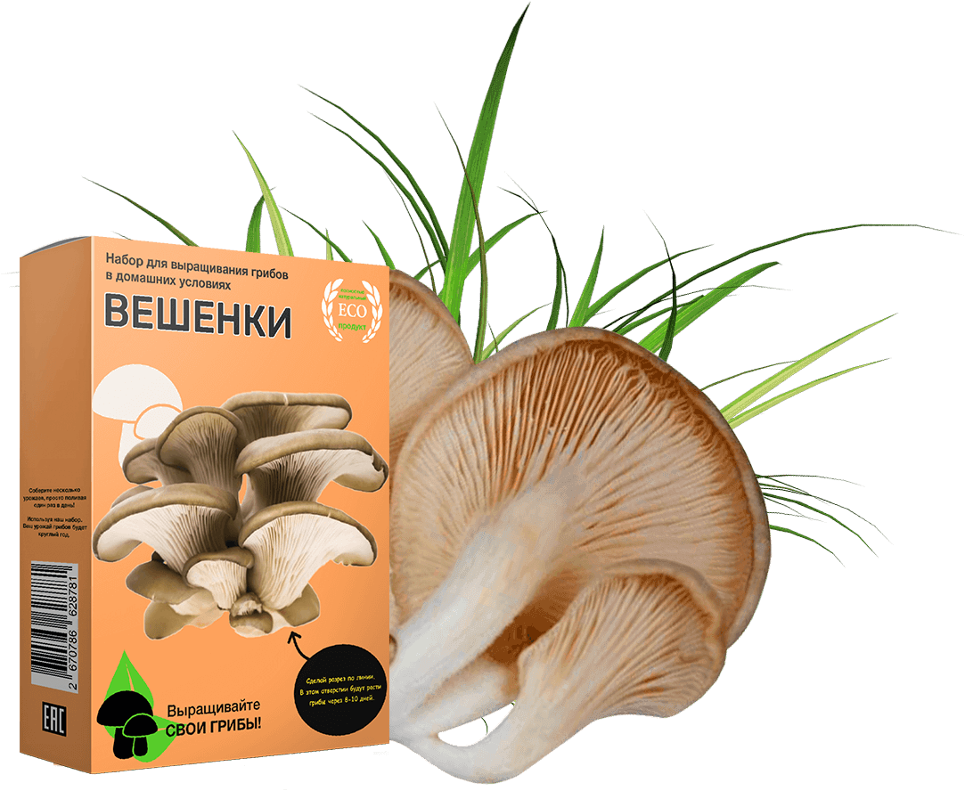 домашняя грибница вешенки фото