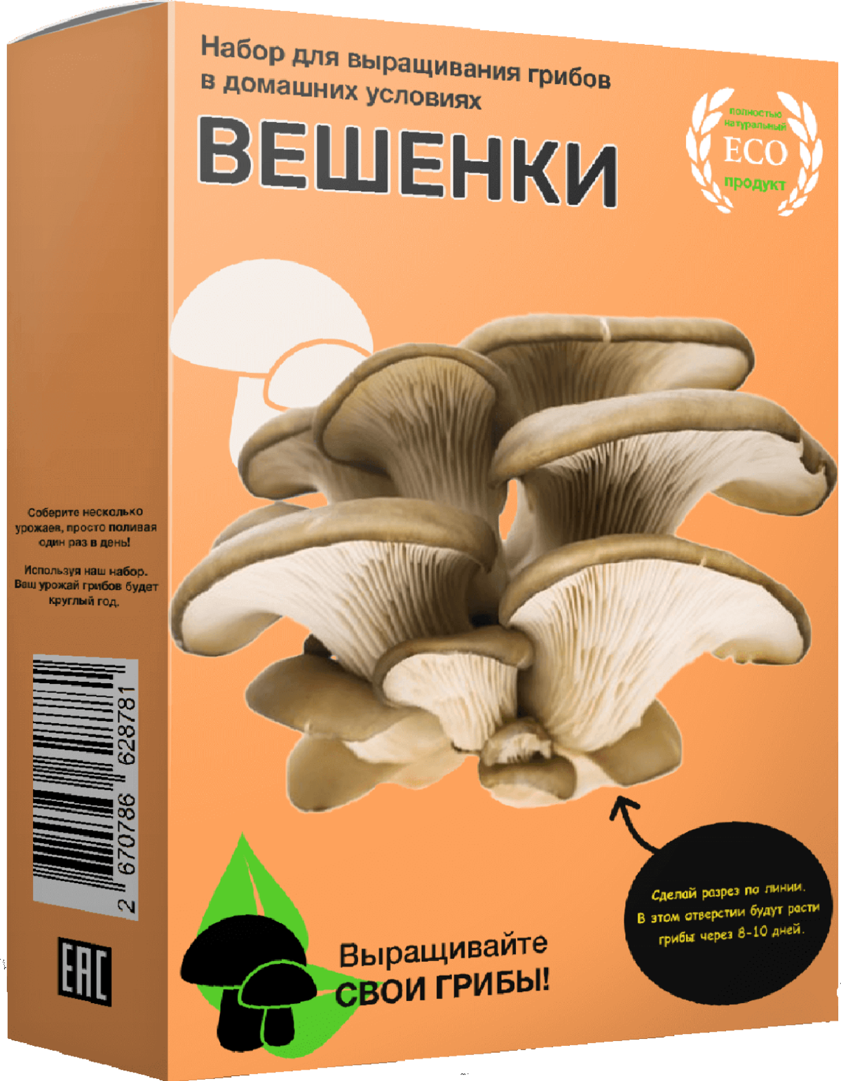гриб вешенка фото