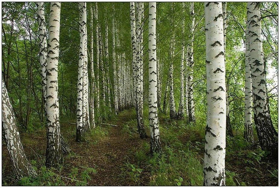 березовая роща фото