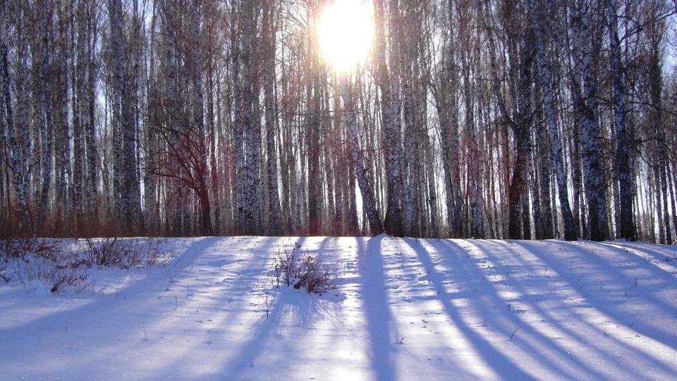 февраль в лесу фото