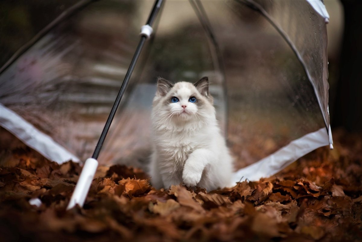 котик под дождем фото