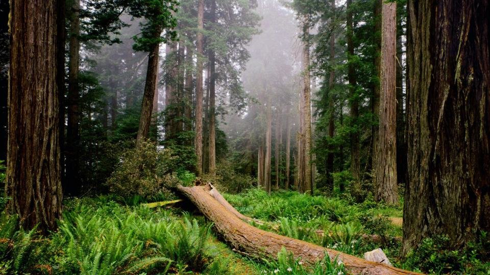 национальный парк редвуд секвойя фото