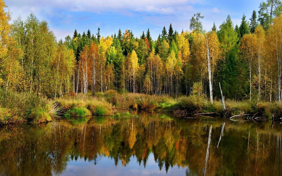 смешанный карельский лес фото